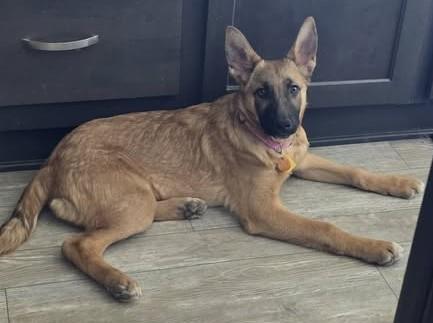 Enlarge Mesa, a ADOPTABLE German Shepherd Dog in Chino valley, AZ image 2/2