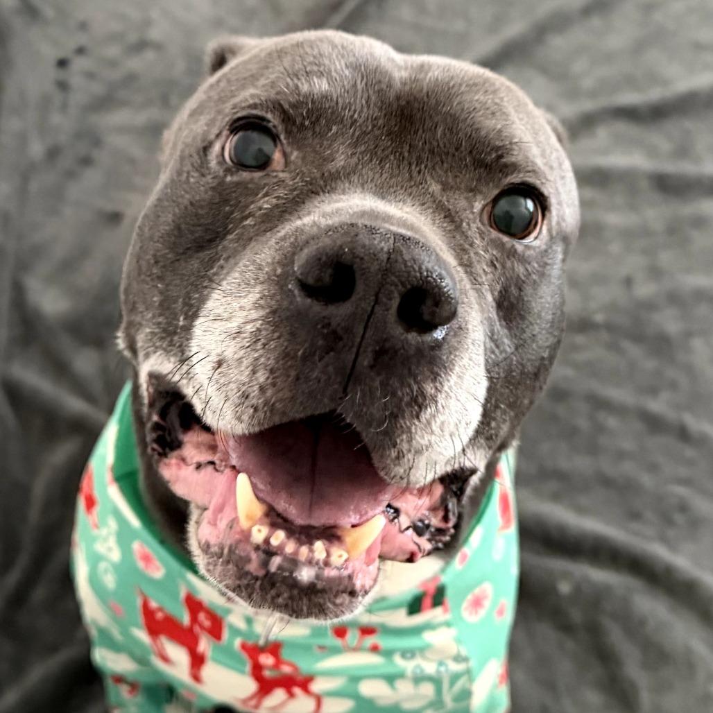 Enlarge Hubert, a Adoptable Pit Bull Terrier in Hope Mills, NC image 2/2