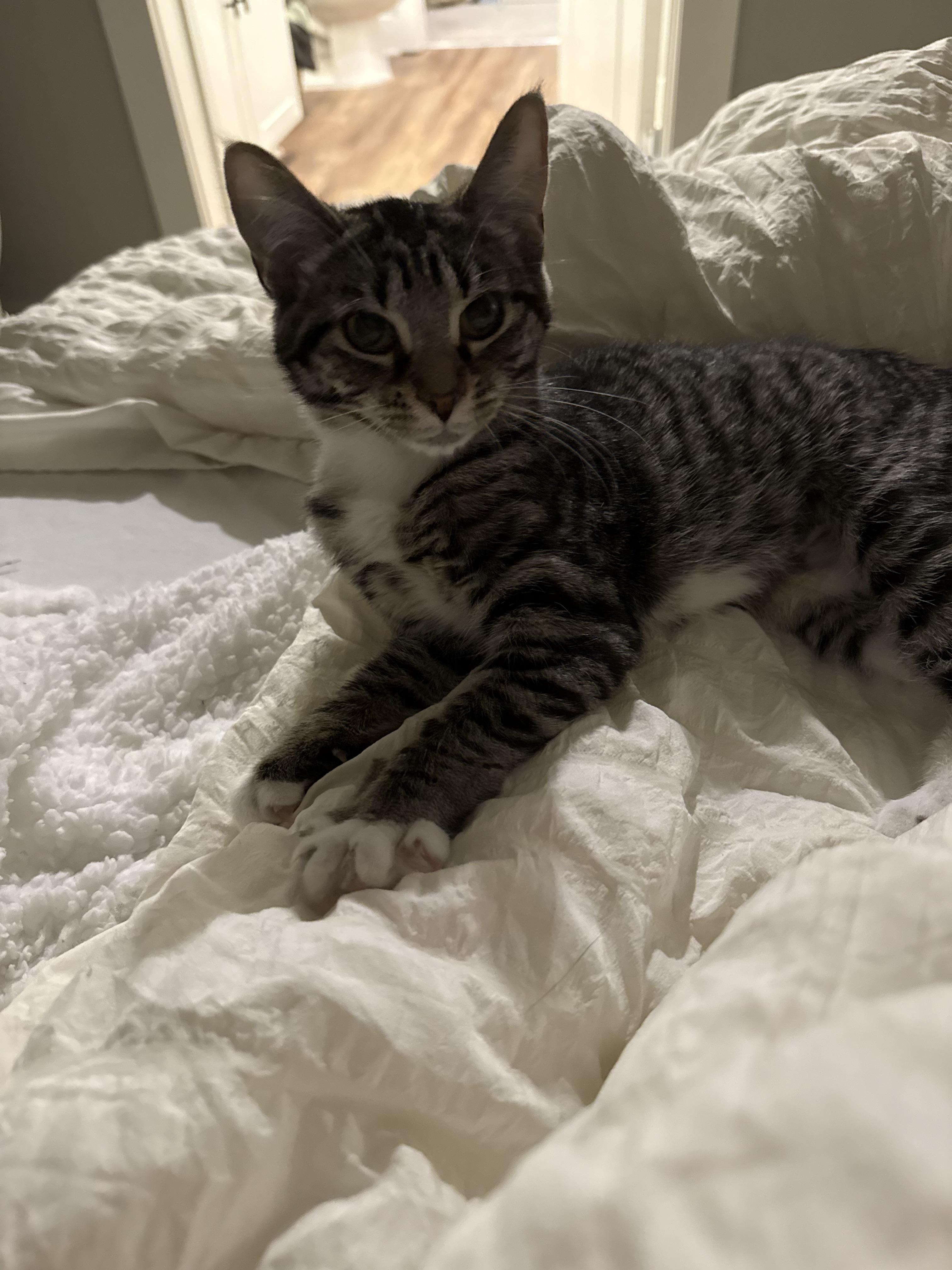 Rita, Adoptable, Kitten Female Domestic Short Hair.