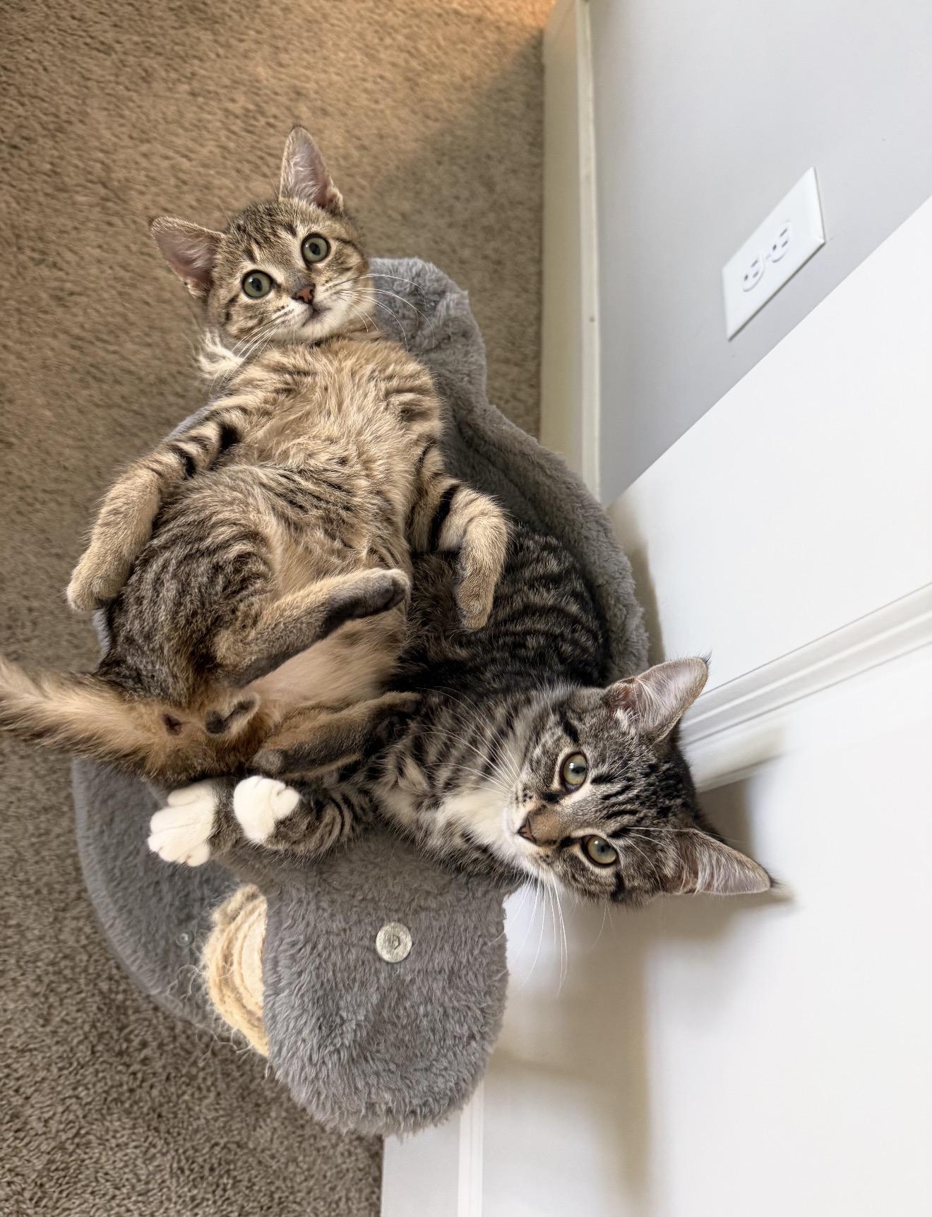 Enlarge Rita, a Adoptable Domestic Short Hair in Charlotte, NC image 3/4