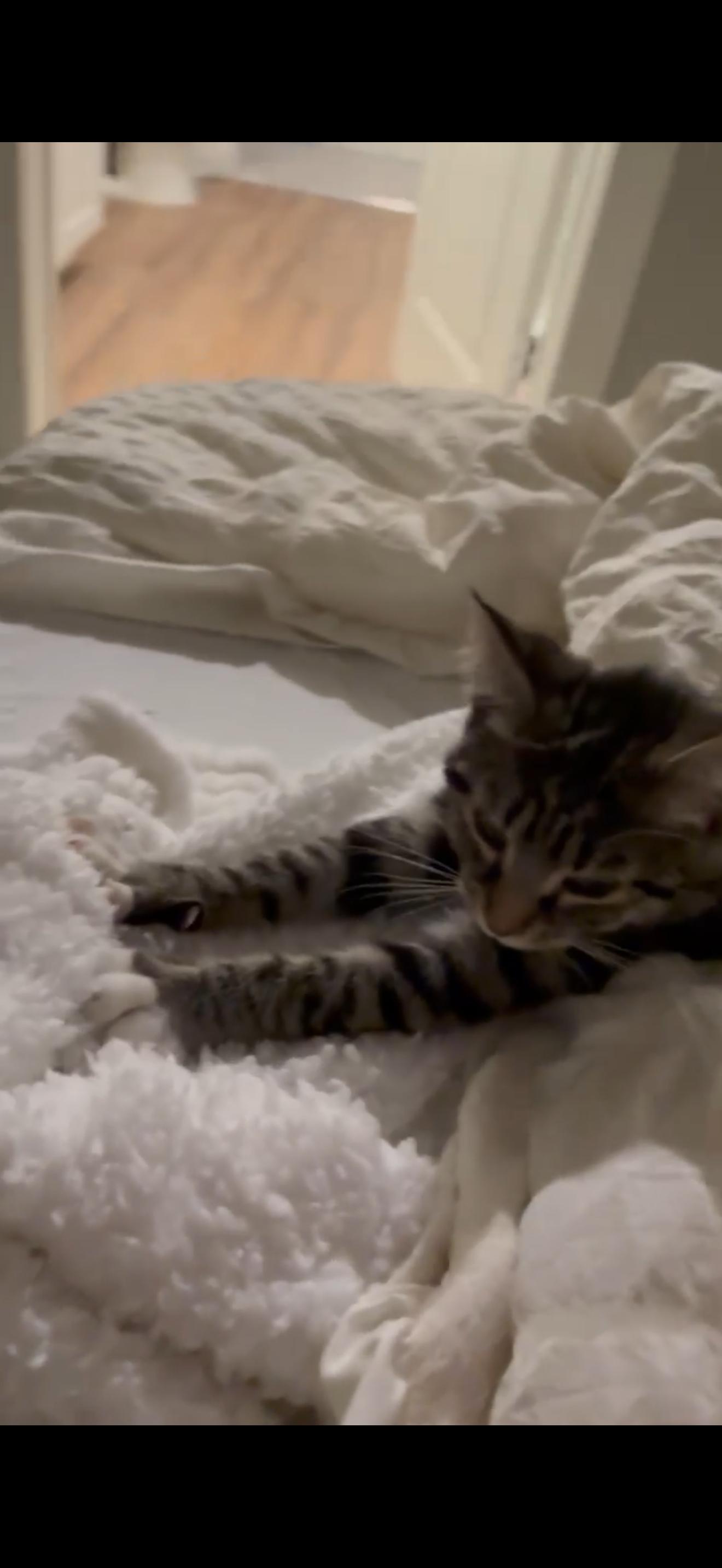 Enlarge Rita, a Adoptable Domestic Short Hair in Charlotte, NC image 2/4