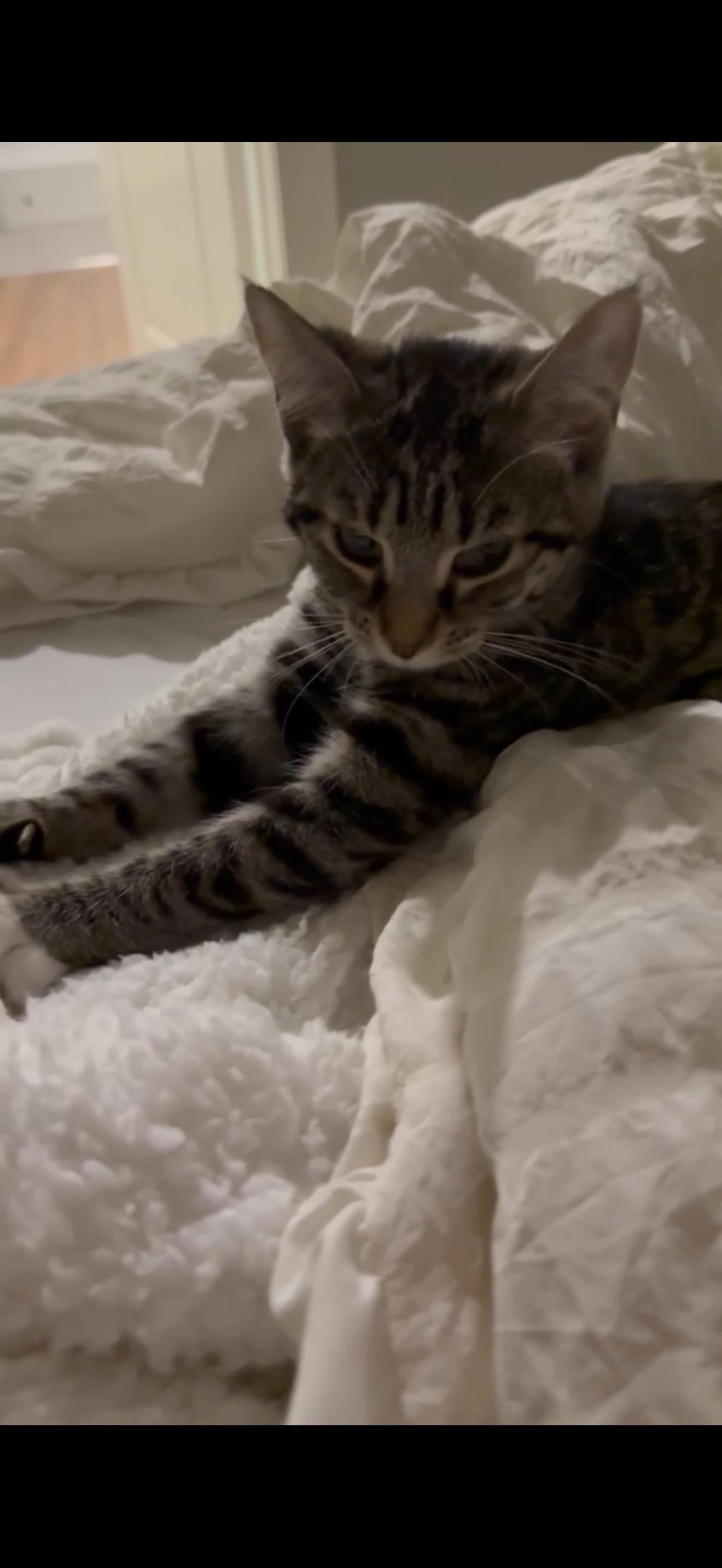 Enlarge Rita, a Adoptable Domestic Short Hair in Charlotte, NC image 4/4