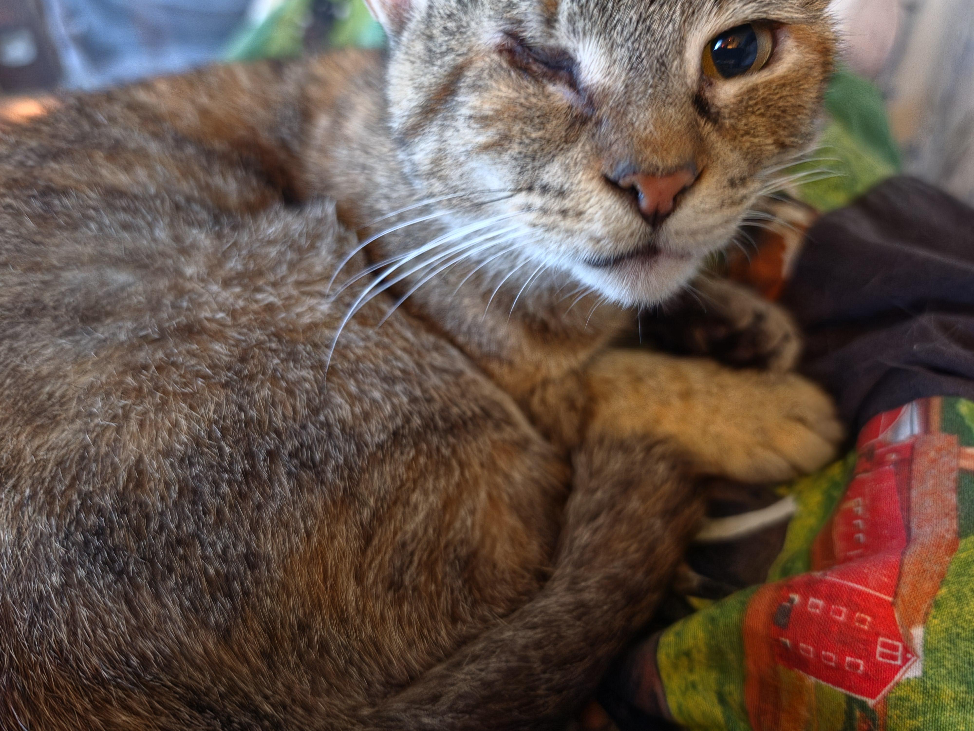 Enlarge Cora, a Adoptable Domestic Short Hair in Mansfield, PA image 3/3