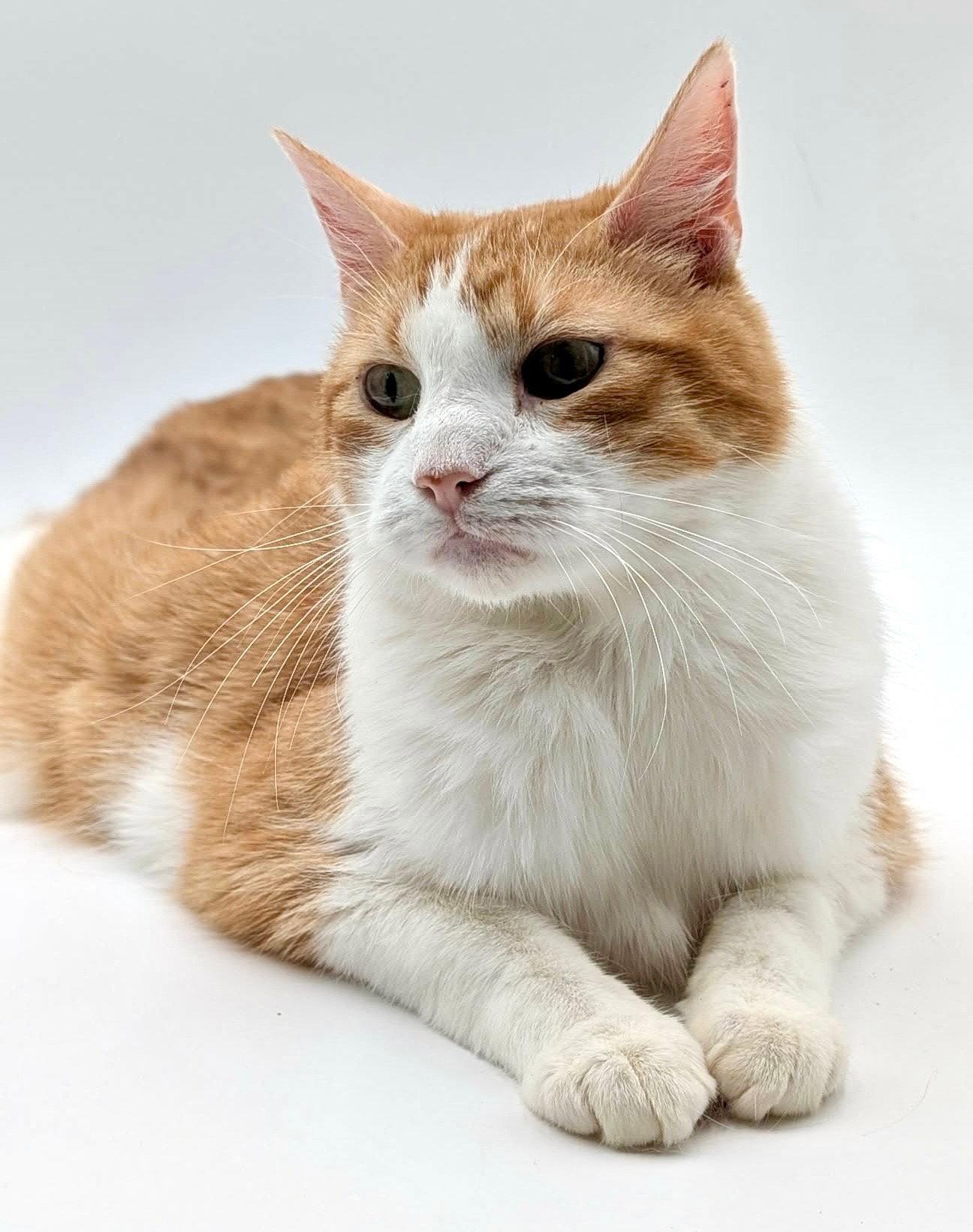 Officer Meow, Adoptable, Adult Male Domestic Short Hair.