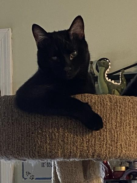 Baxter, Adoptable, Young Male Domestic Short Hair.