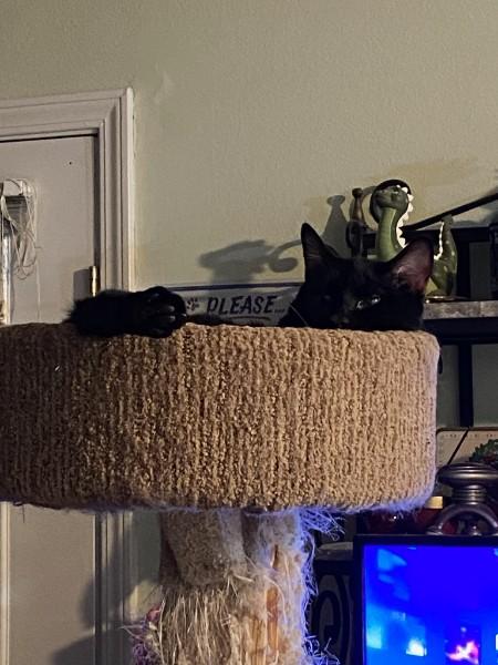 Enlarge Baxter, a Adoptable Domestic Short Hair in Easley, SC image 2/4