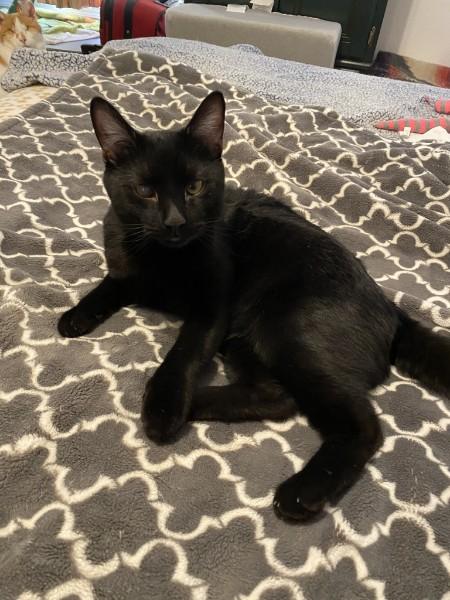 Enlarge Baxter, a Adoptable Domestic Short Hair in Easley, SC image 4/4