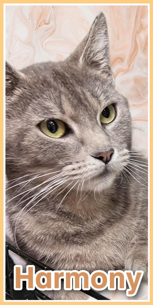 Harmony, Willow Grove area (FCID# 05/15/2025-115)