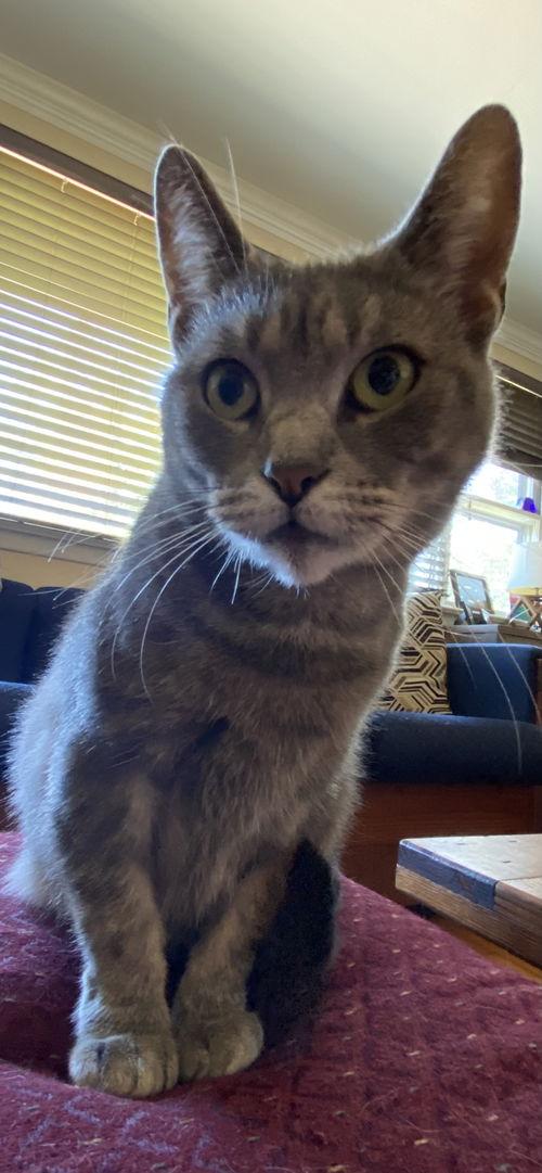 Harmony, Willow Grove area (FCID# 05/15/2025-115)