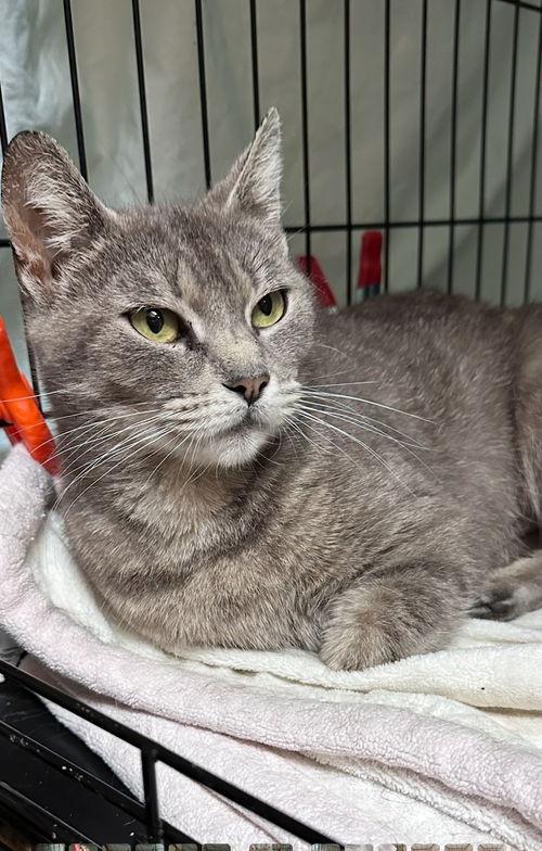 Harmony, Willow Grove area (FCID# 05/15/2025-115)