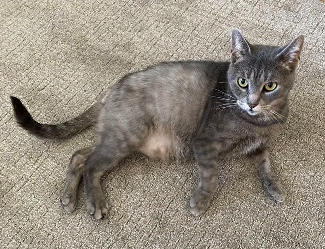 Harmony, Willow Grove area (FCID# 05/15/2025-115)