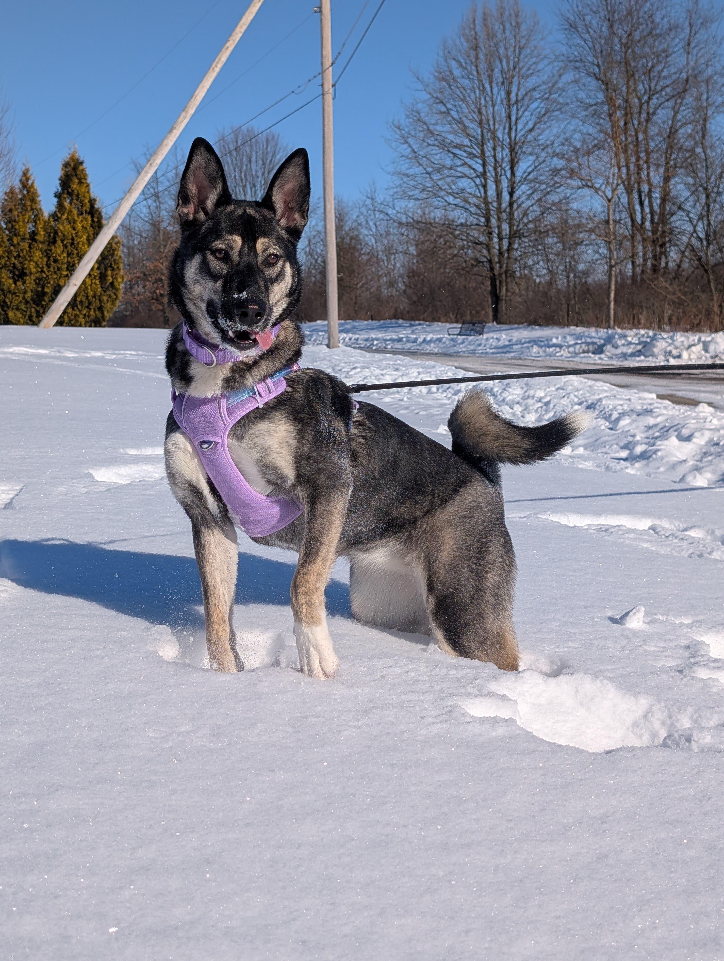 Reese, adopted, Young Female German Shepherd Dog & Husky.