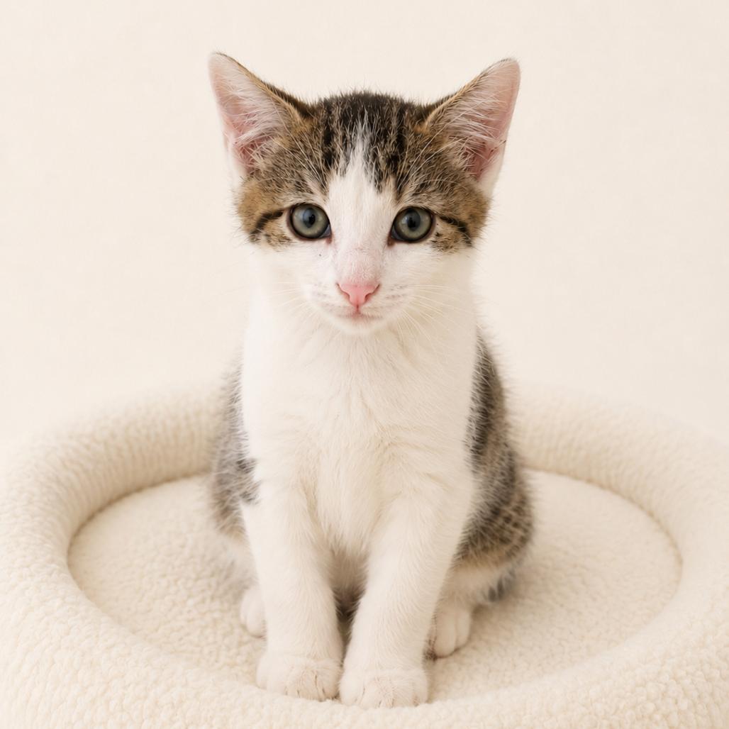 Enlarge Elijah, a Adoptable Domestic Short Hair in Redwood Falls, MN image 1/2