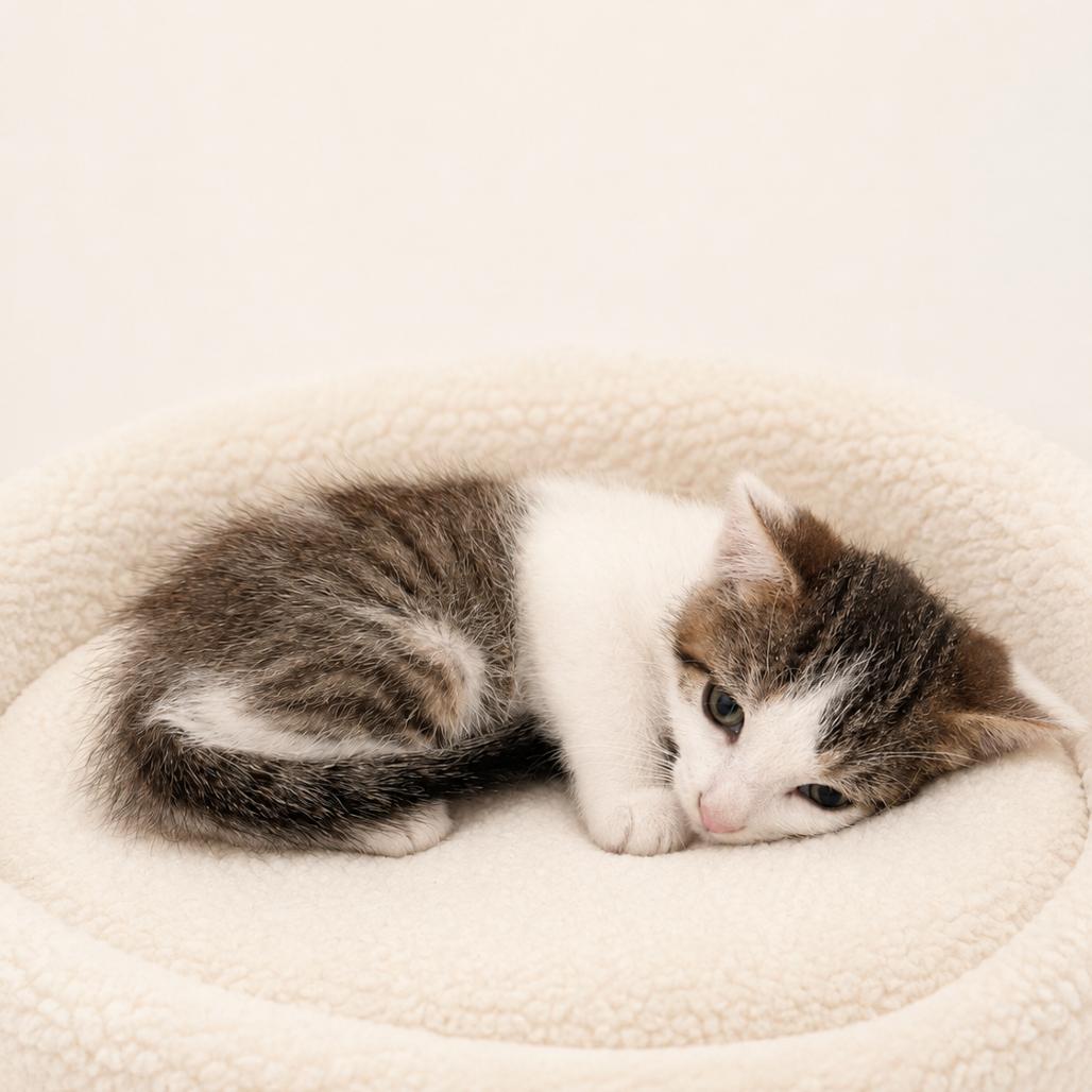 Enlarge Elijah, a Adoptable Domestic Short Hair in Redwood Falls, MN image 2/2