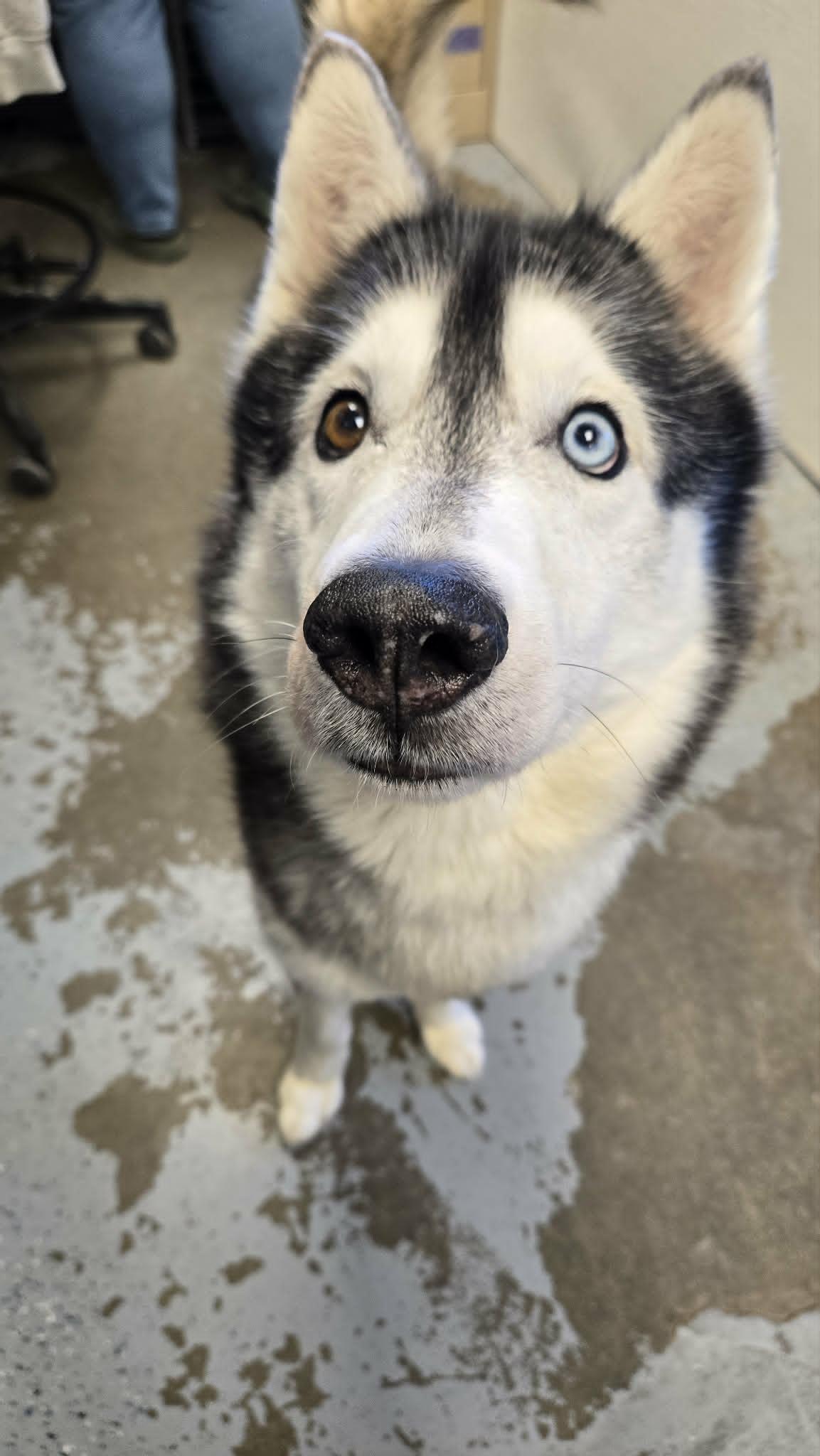 Squirrel, an adoptable Siberian Husky in Martinsville, IN image 3/3