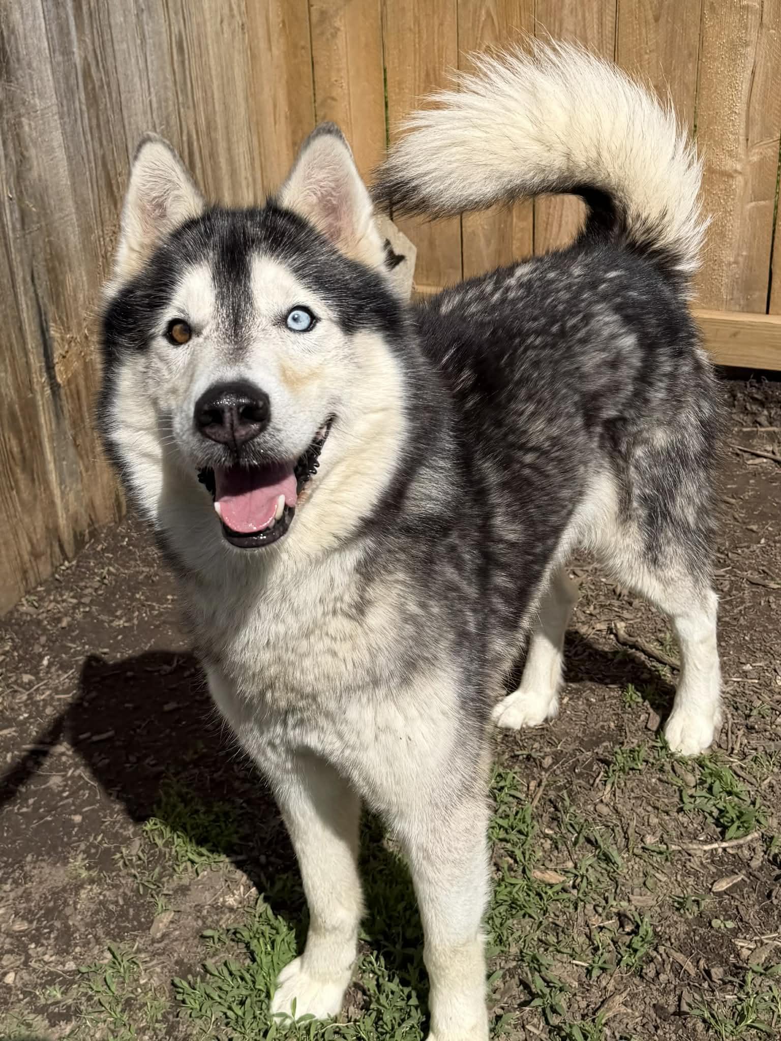 Enlarge Squirrel, an adoptable Siberian Husky in Martinsville, IN image 2/2