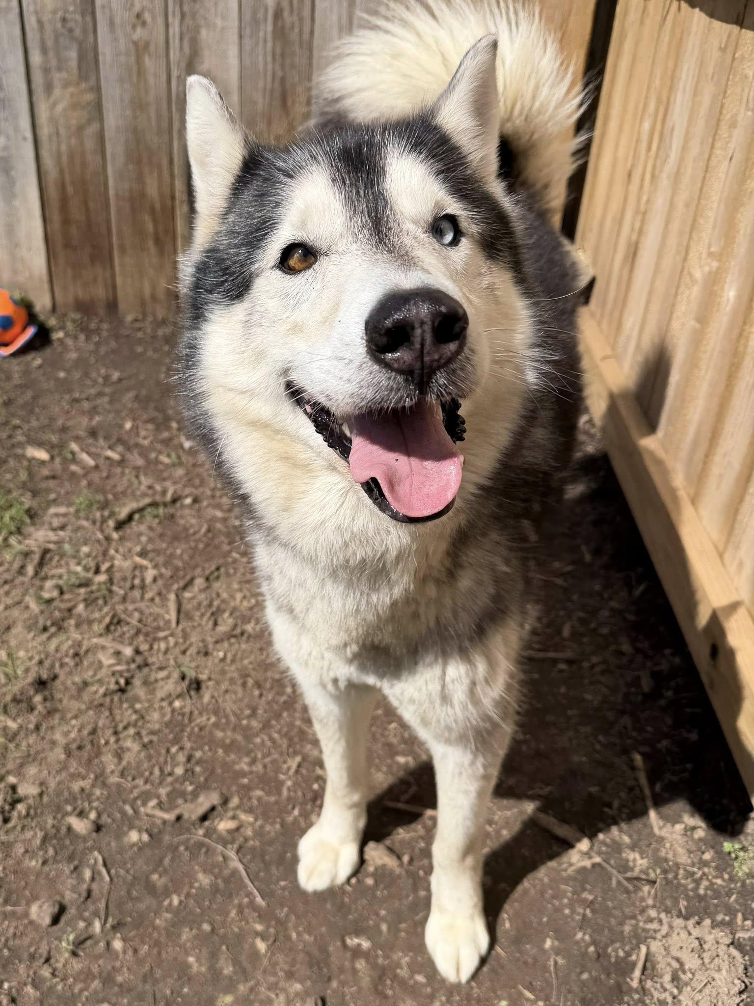 Squirrel, adoptable, Adult Male Siberian Husky.