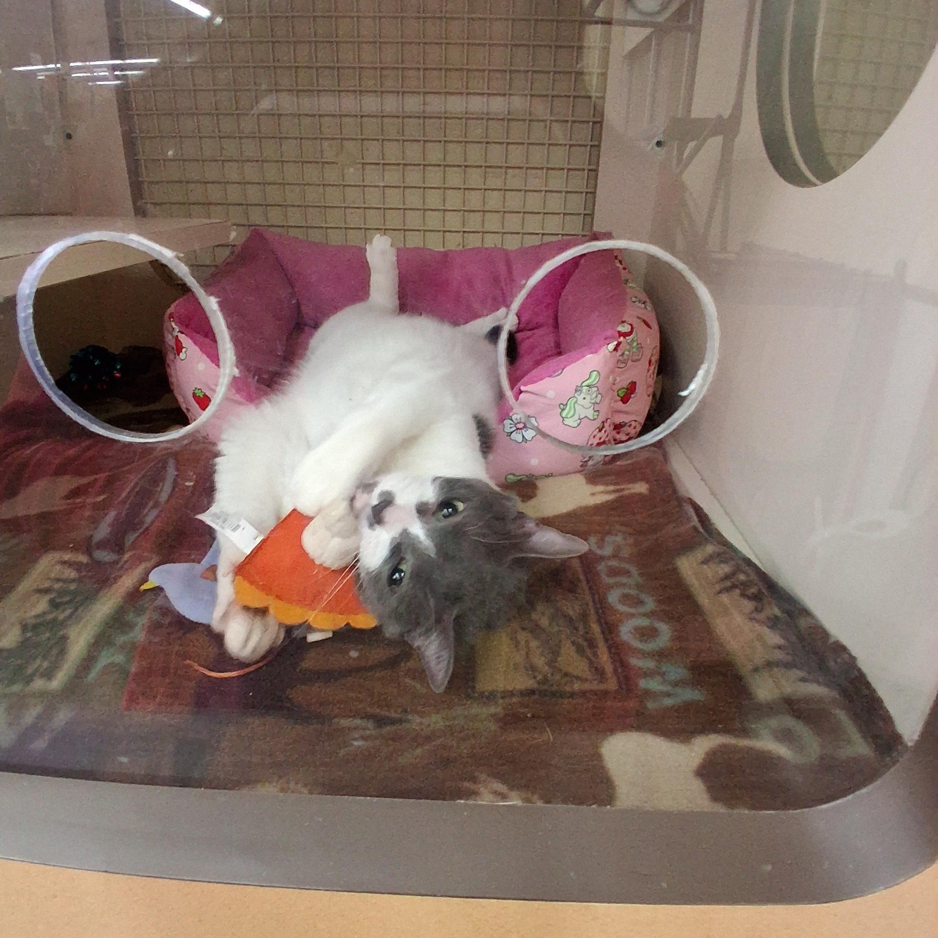 Roxie and Rosie, an adoptable Domestic Short Hair in Goshen, IN image 4/5