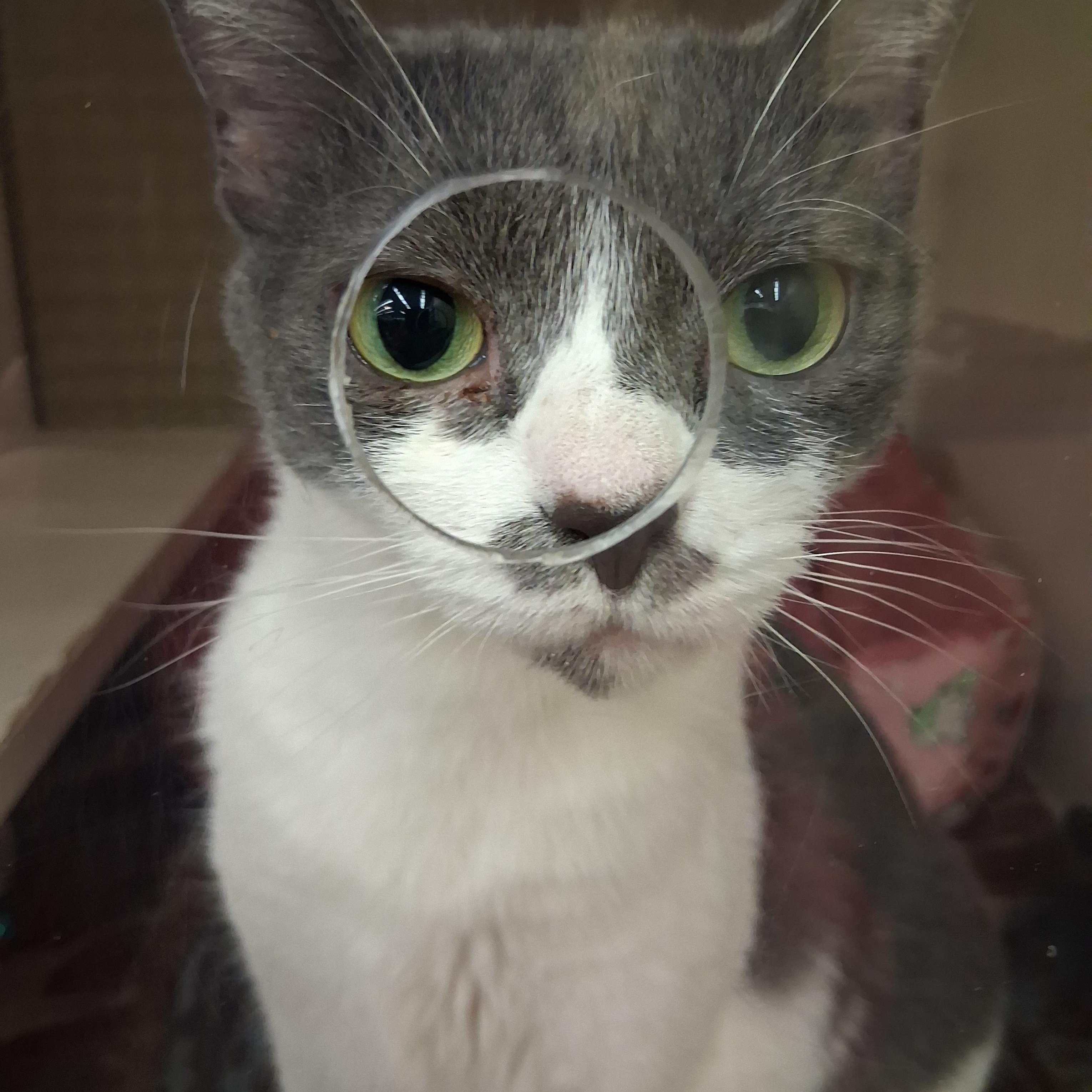 Roxie and Rosie, adoptable, Adult Female Domestic Short Hair.