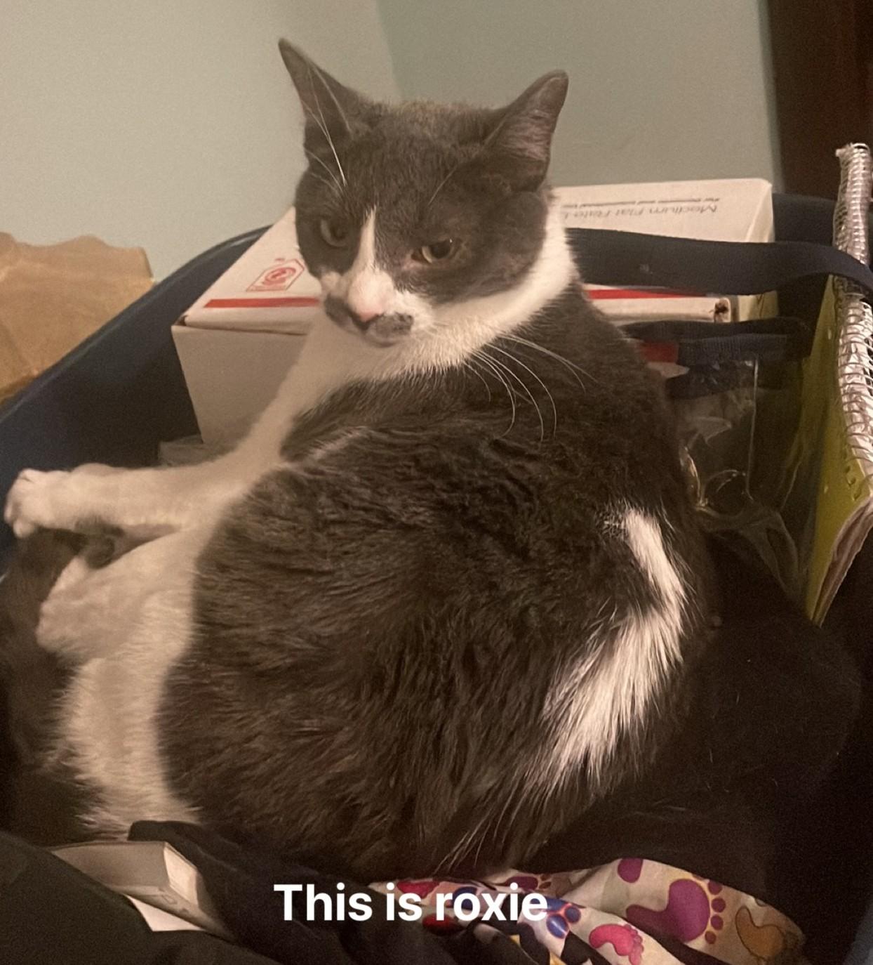 Roxie and Rosie, an adoptable Domestic Short Hair in Goshen, IN image 3/5