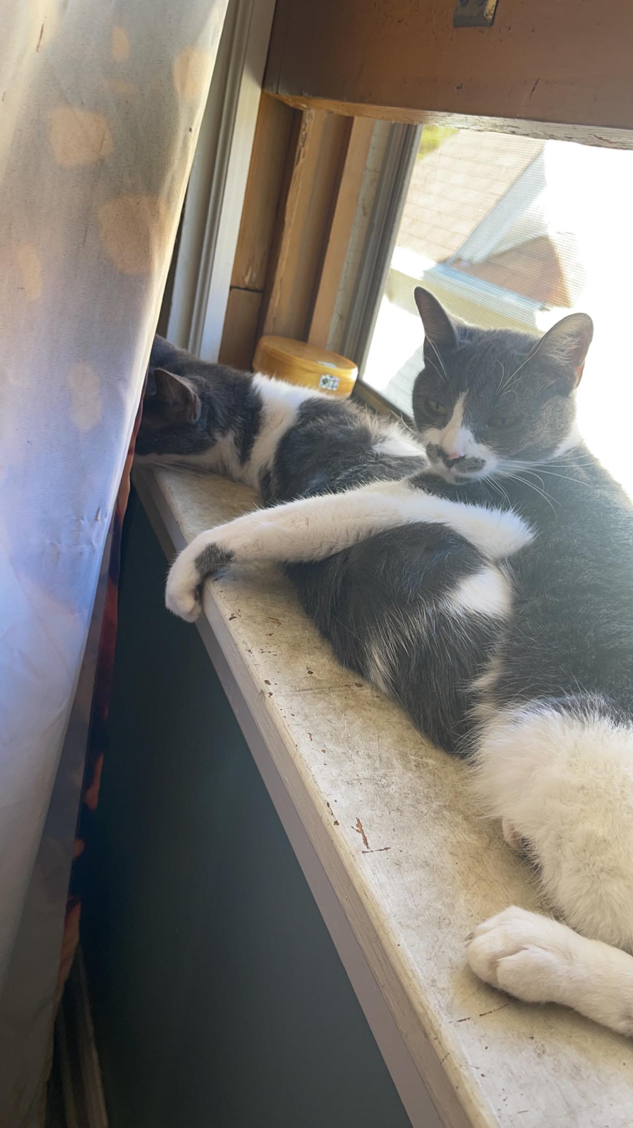 Roxie and Rosie, an adoptable Domestic Short Hair in Goshen, IN image 2/5