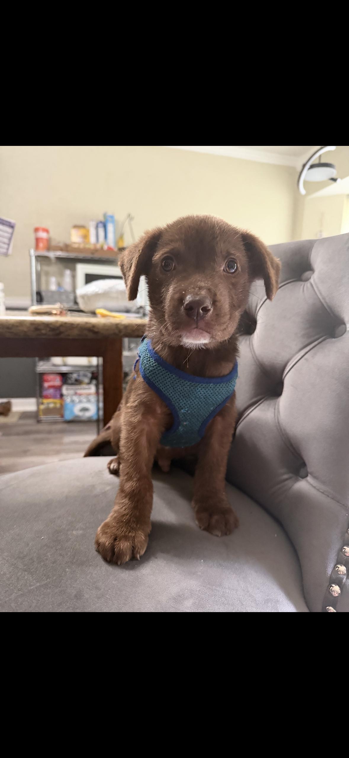 Orion, adopted, Puppy Male Labrador Retriever.