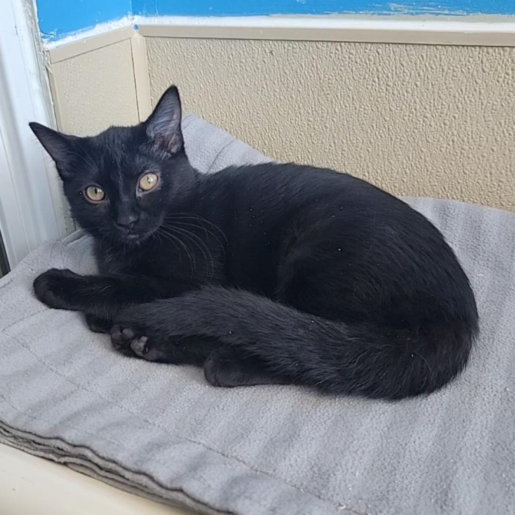 Shadow Junior, a Adoptable Domestic Short Hair in Mankato, MN image 1/2