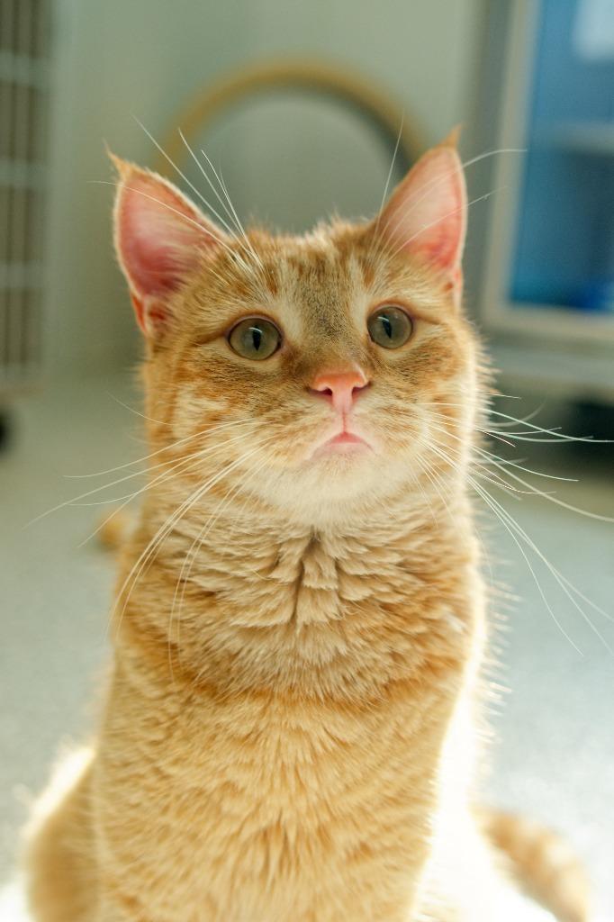 Joe, Adoptable, Young Male Domestic Short Hair.