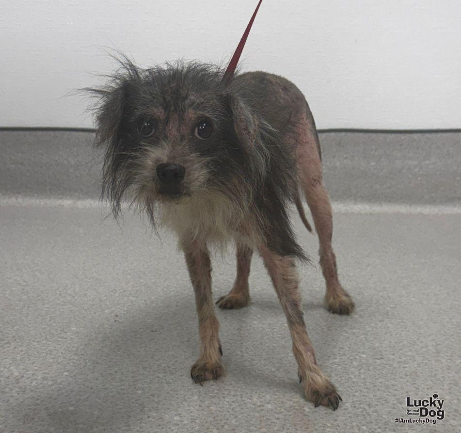 Patchy, Adoptable, Adult Female Schnauzer.