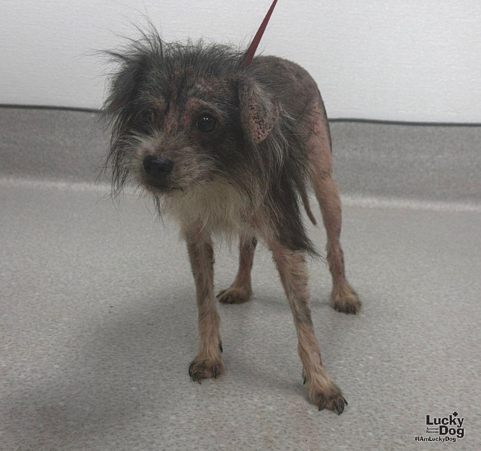 Enlarge Patchy, a Adoptable Schnauzer in Washington, DC image 2/3