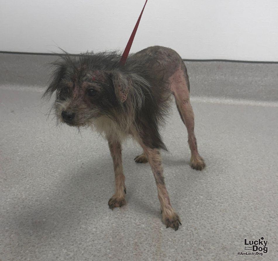 Enlarge Patchy, a Adoptable Schnauzer in Washington, DC image 3/3