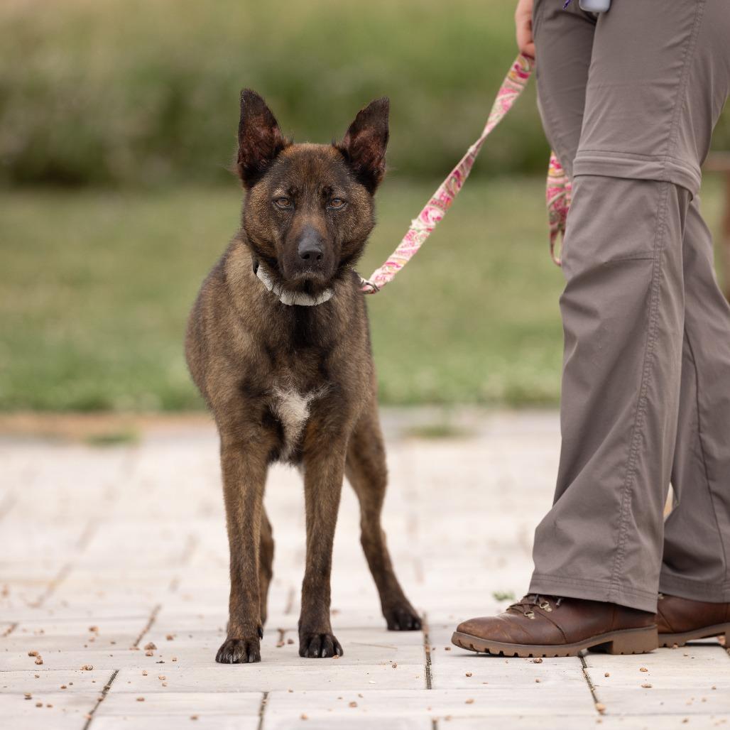 Sadie, a Adoptable Mixed Breed in Waukesha, WI image 1/4