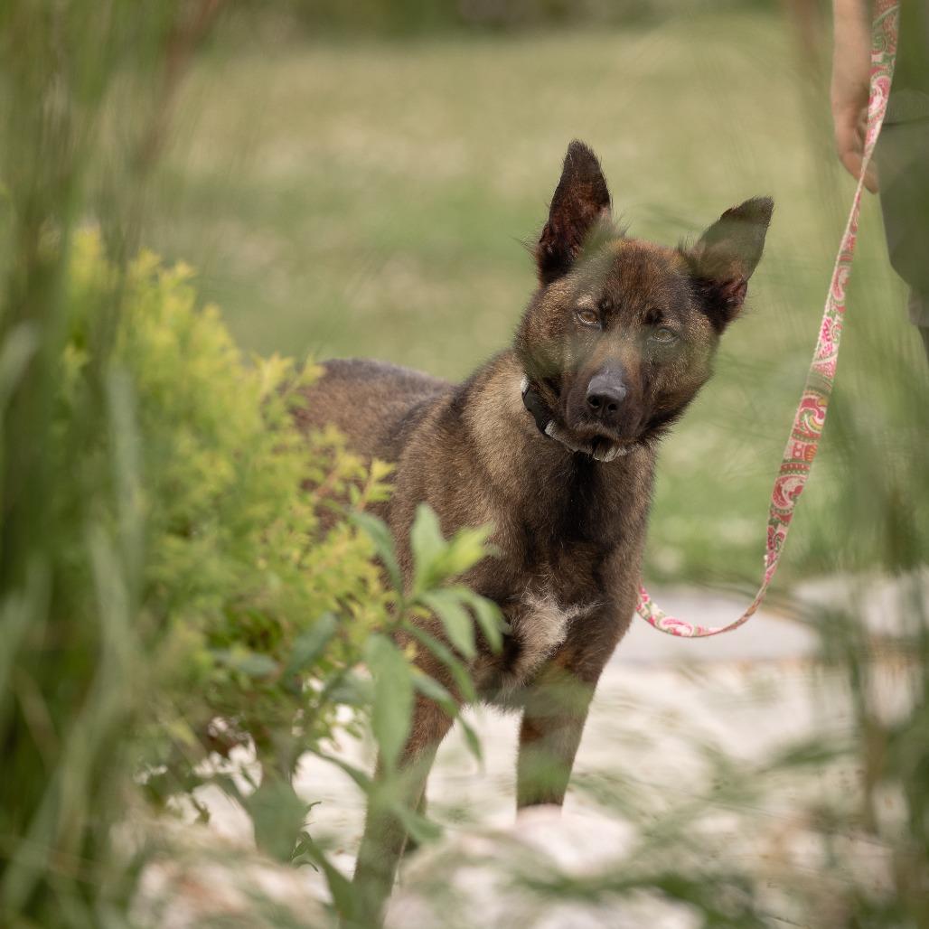 Sadie, a Adoptable Mixed Breed in Waukesha, WI image 2/4