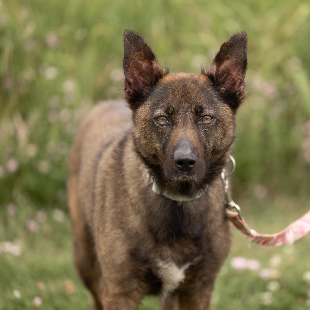 Sadie, a Adoptable Mixed Breed in Waukesha, WI image 3/4