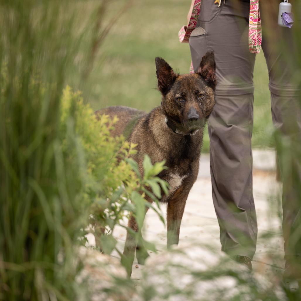 Sadie, a Adoptable Mixed Breed in Waukesha, WI image 4/4