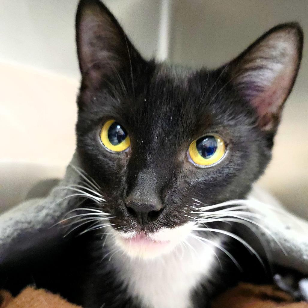 Minky, a Adoptable Domestic Short Hair in Michigan City, IN image 1/5