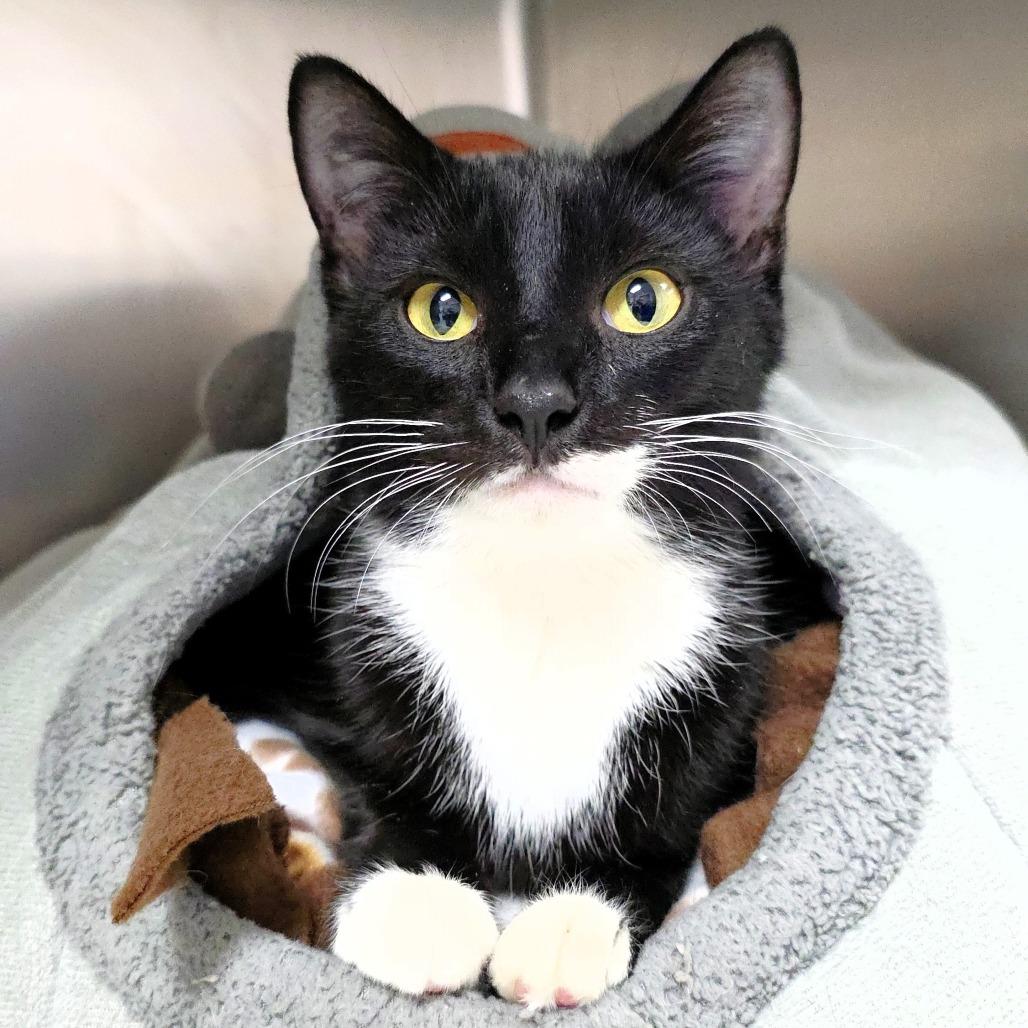 Minky, a Adoptable Domestic Short Hair in Michigan City, IN image 2/5