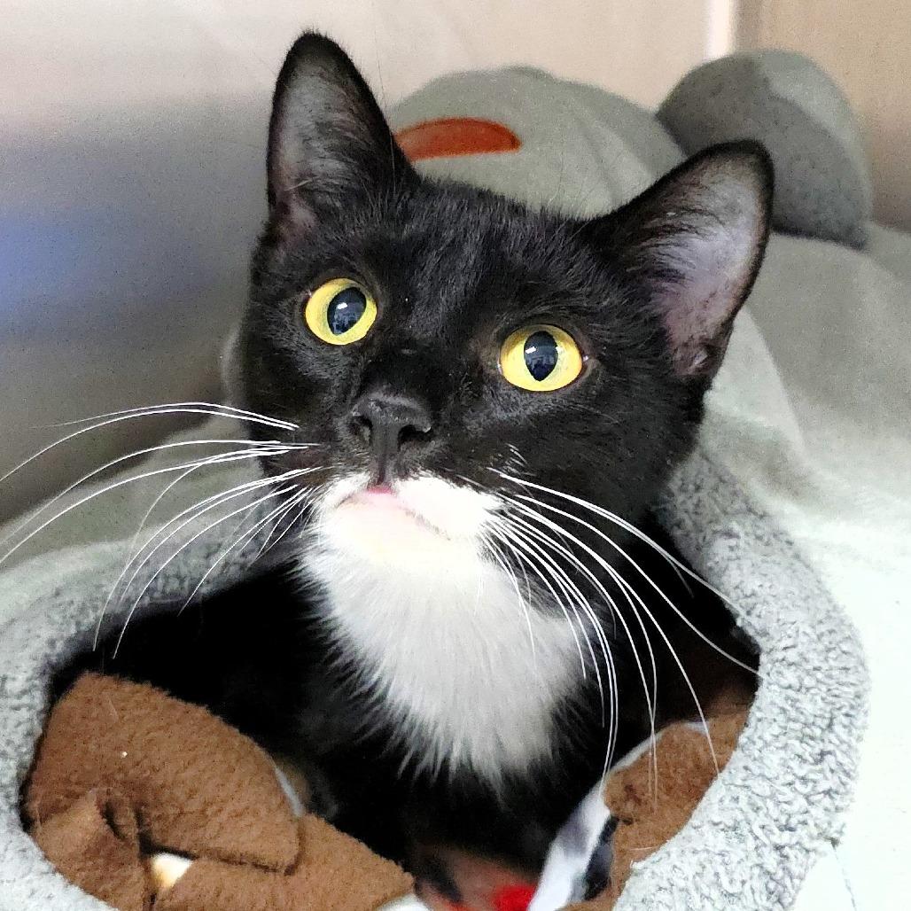 Minky, a Adoptable Domestic Short Hair in Michigan City, IN image 3/5