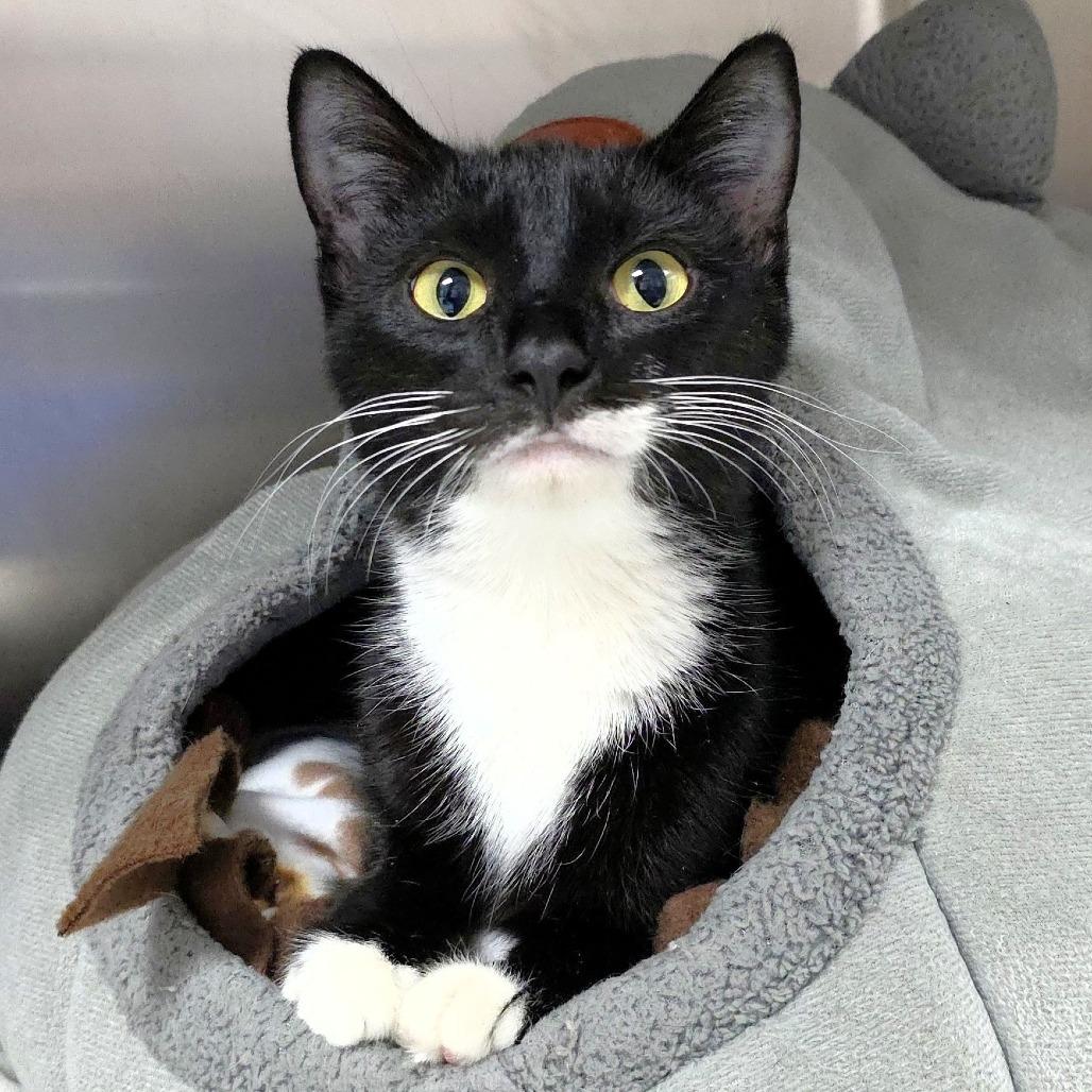 Minky, a Adoptable Domestic Short Hair in Michigan City, IN image 4/5