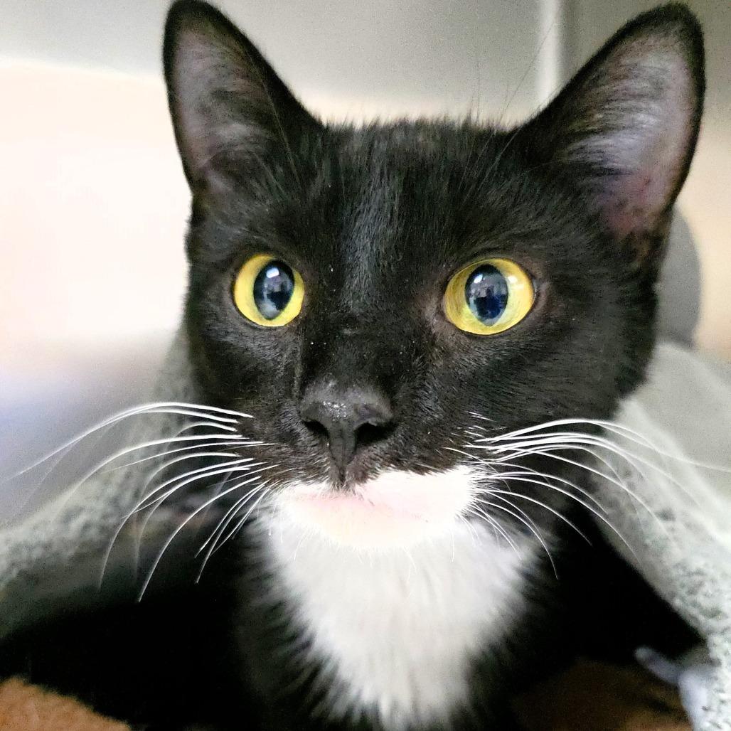 Minky, a Adoptable Domestic Short Hair in Michigan City, IN image 5/5