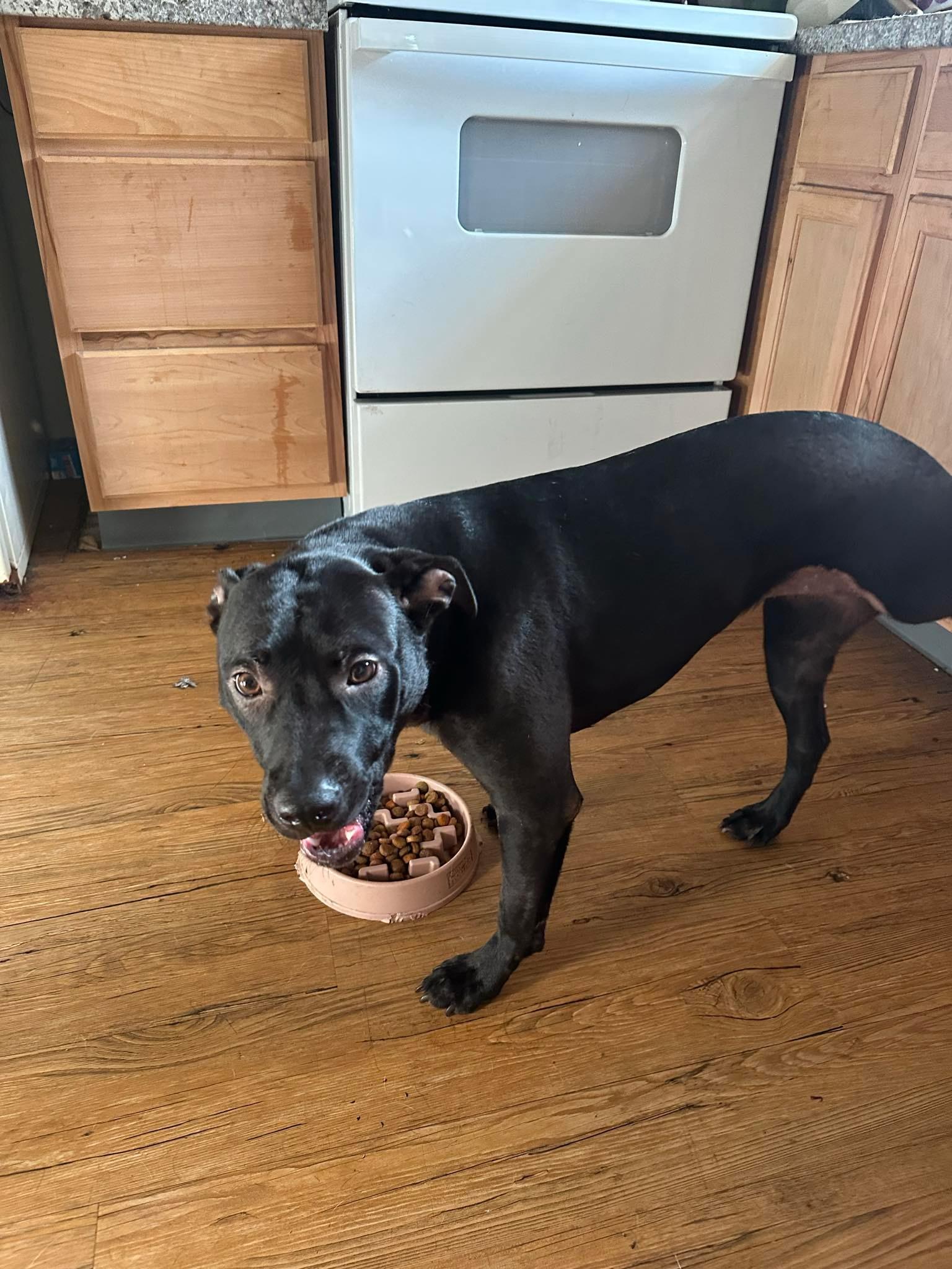 Puppy, ADOPTABLE, Young Female Pit Bull Terrier.