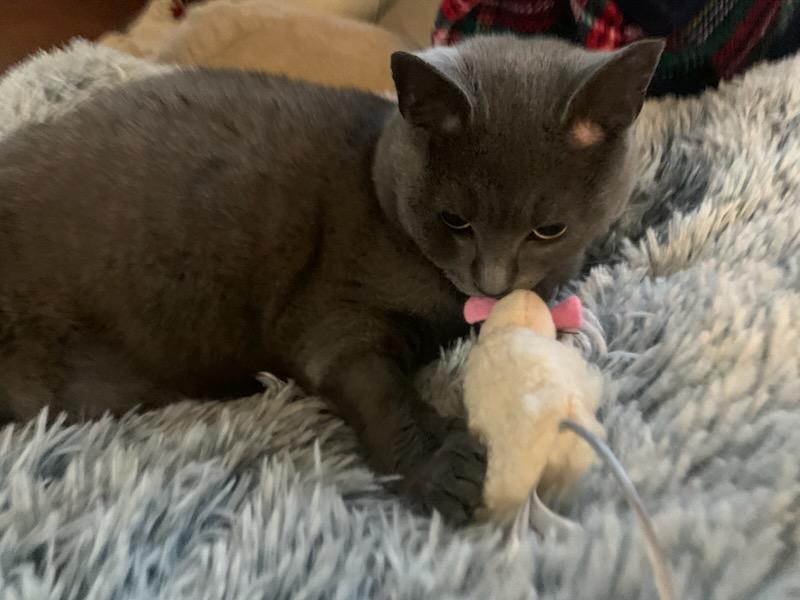 Dolly, Adoptable, Young Female Domestic Short Hair.