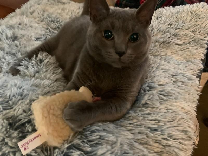 Enlarge Dolly, a Adoptable Domestic Short Hair in Leesburg, VA image 2/3