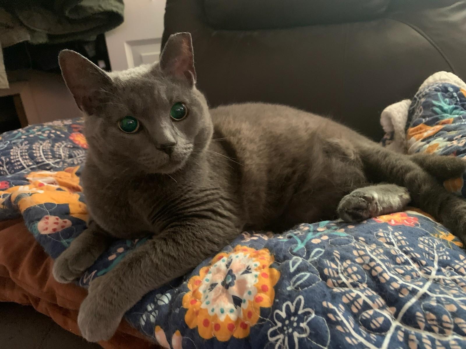 Enlarge Dolly, a Adoptable Domestic Short Hair in Leesburg, VA image 3/3