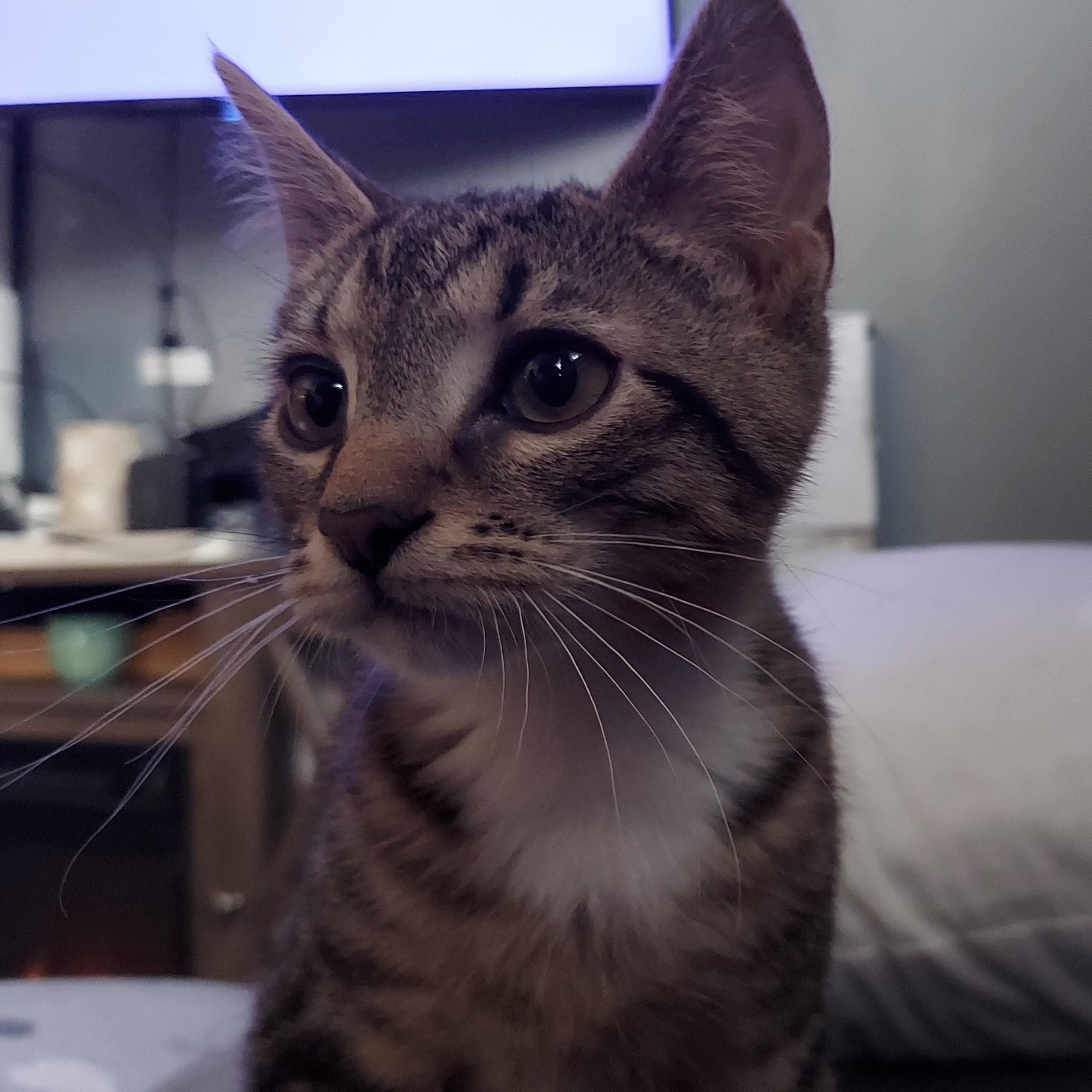 Enlarge Eggnog, an adopted Domestic Short Hair in Morgantown, WV image 1/3