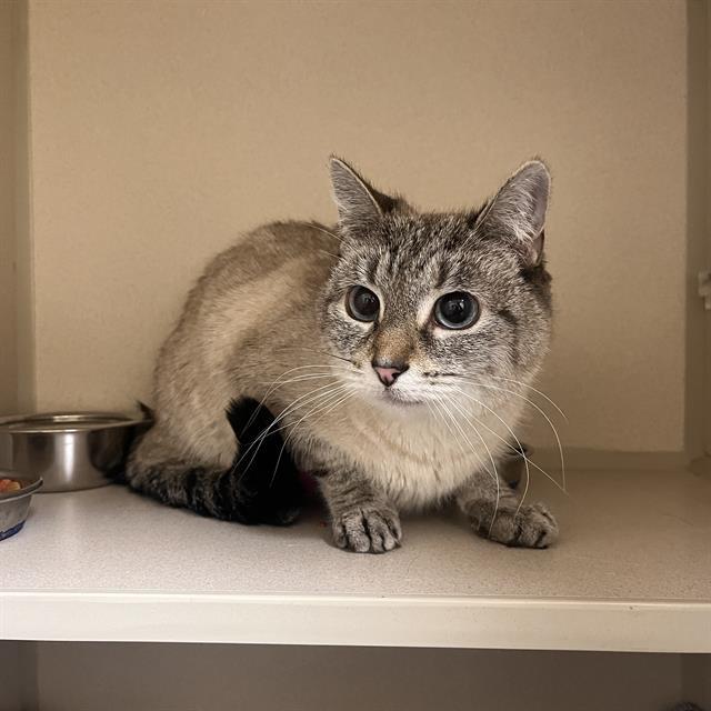 ANGEL, Adoptable, Adult Female Domestic Short Hair.