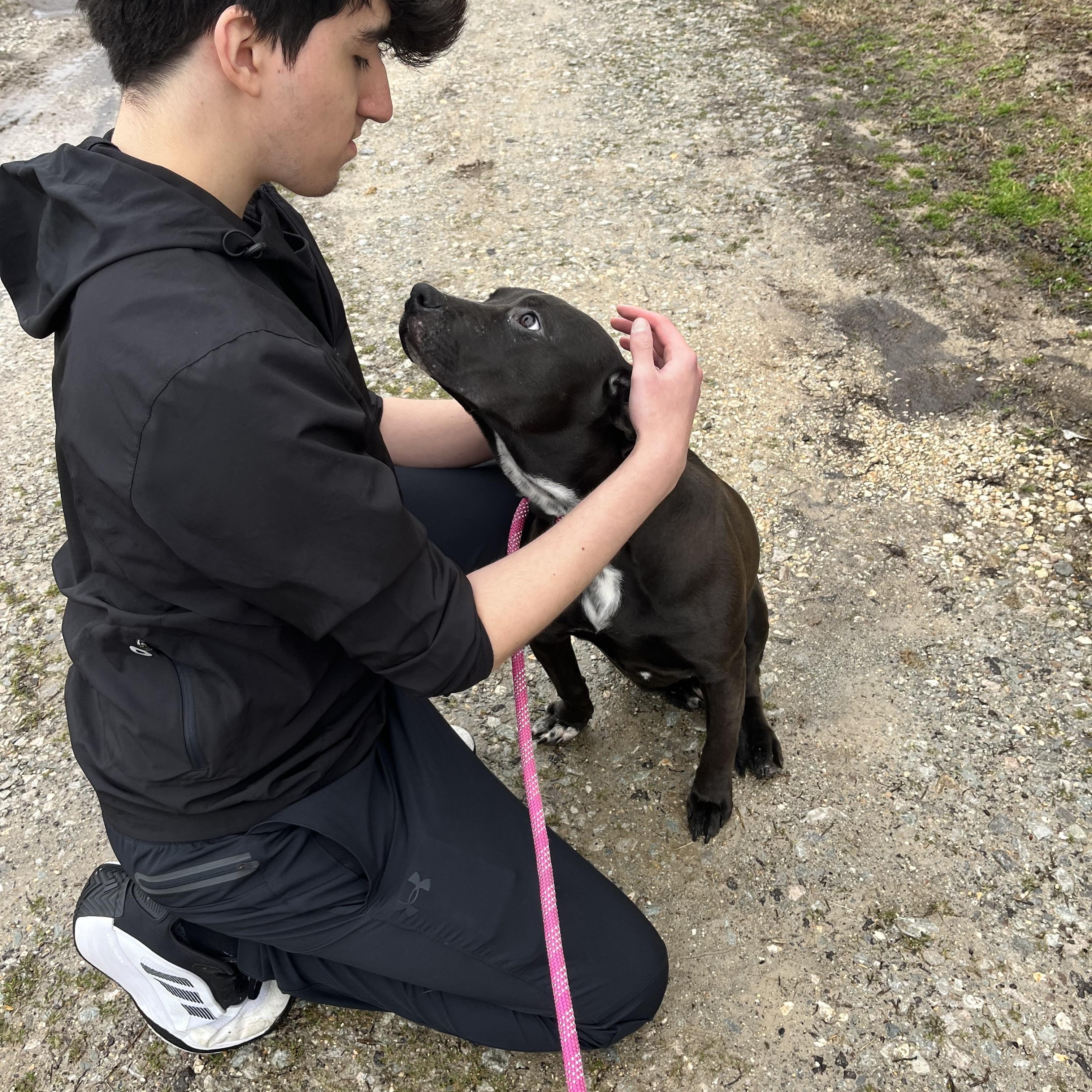Lizzie, a Adoptable mixed breed in Watertown, CT image 4/5