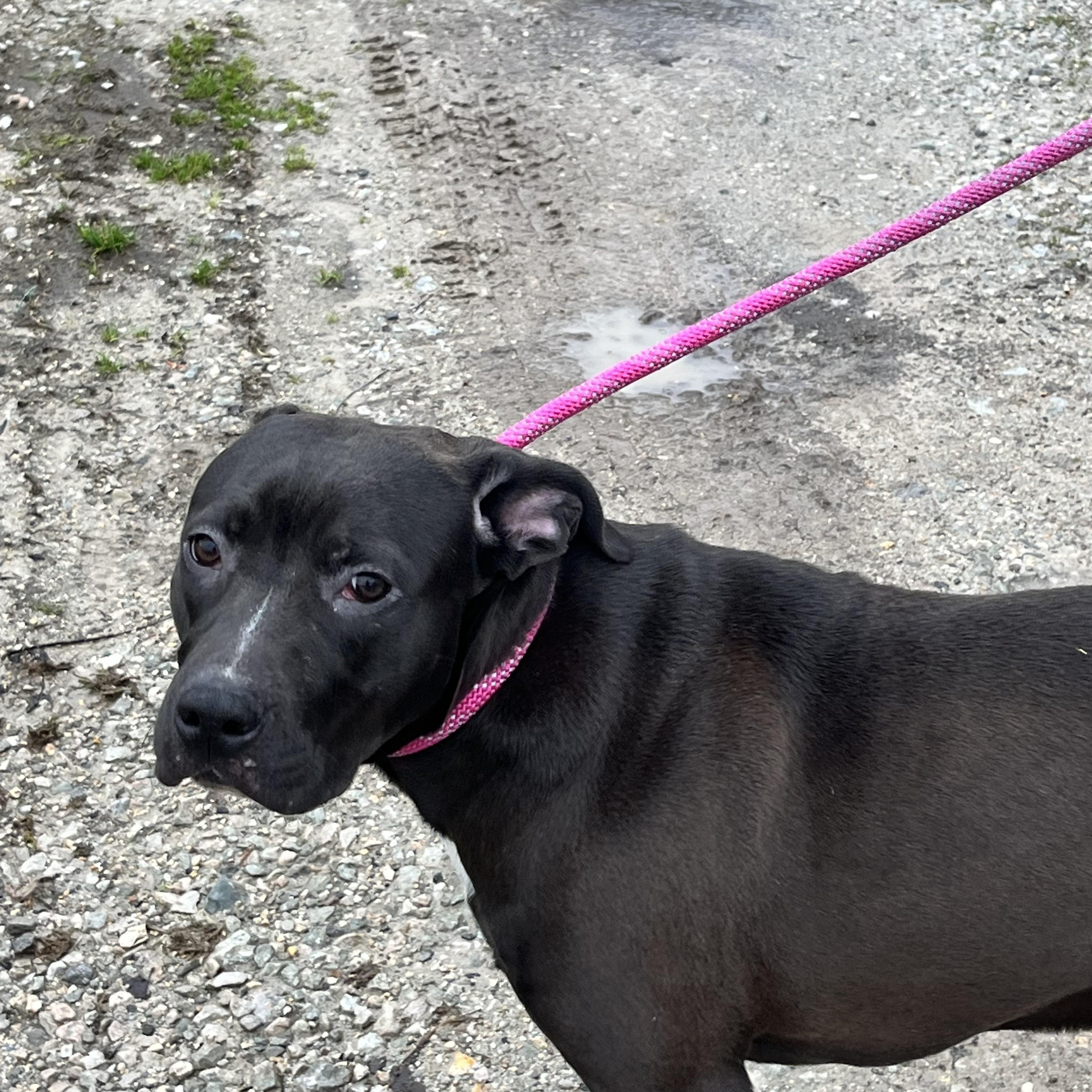 Lizzie, a Adoptable mixed breed in Watertown, CT image 3/5