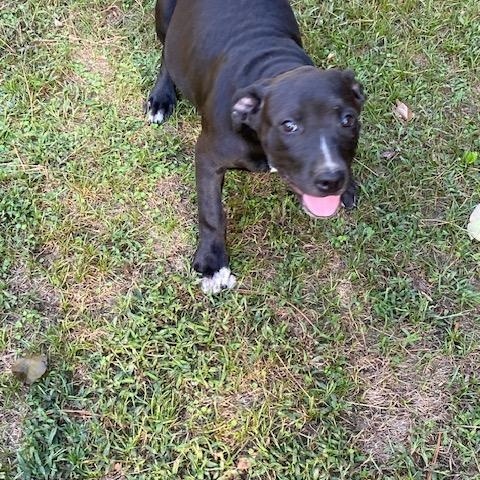 Enlarge Lizzie, a Adoptable mixed breed in Watertown, CT image 2/3