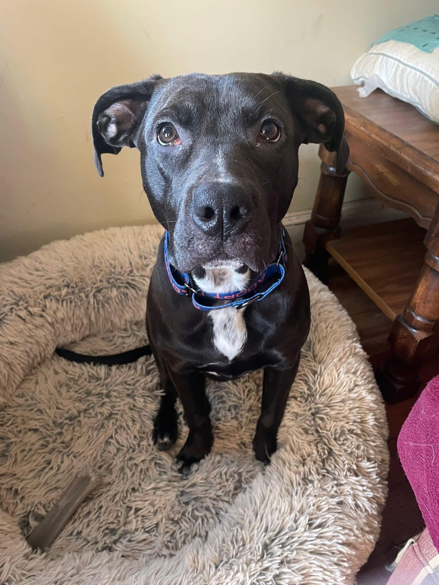 Enlarge Lizzie, an adopted mixed breed in Watertown, CT image 1/6